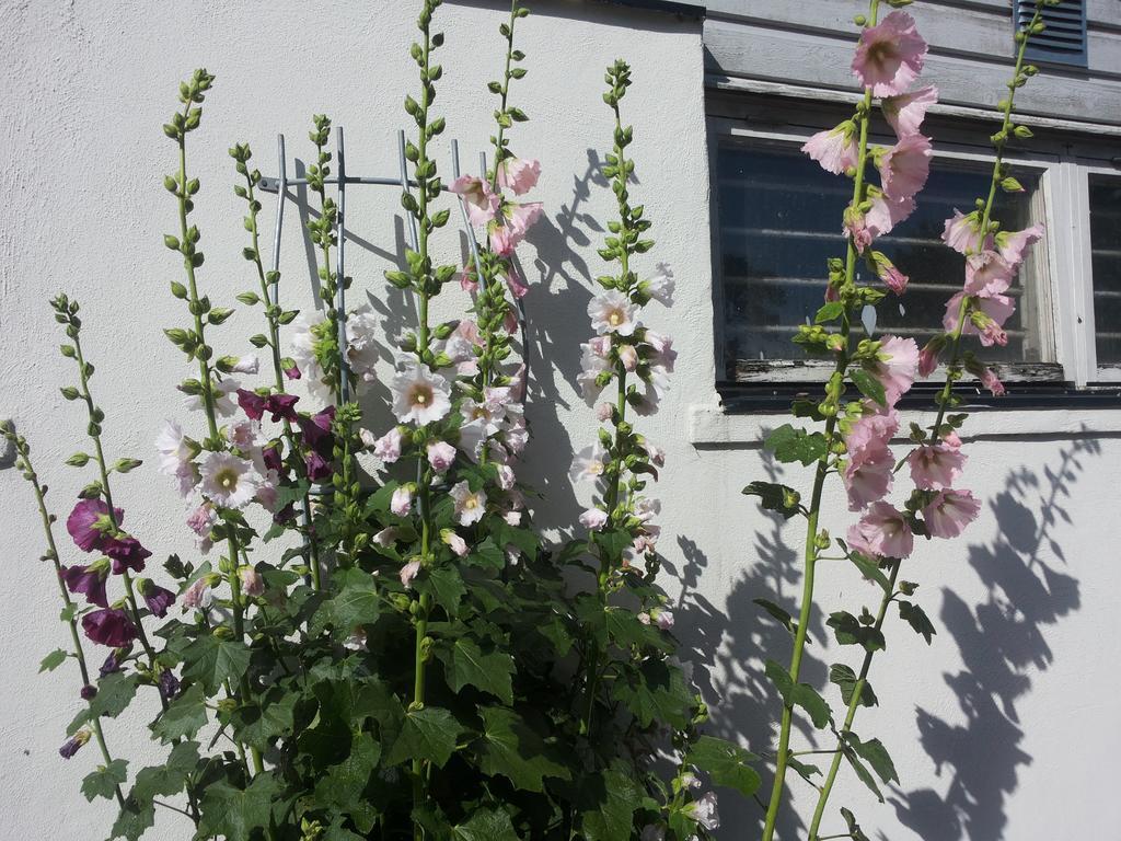Laegenhet Lillisgarden Guest House Vallakra Bagian luar foto